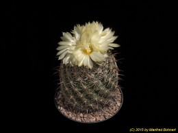 Coryphantha cornifera 503